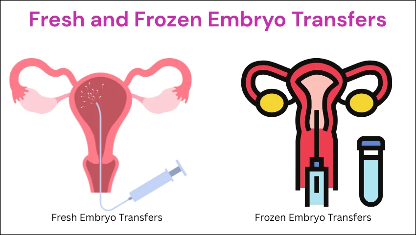 Difference Between Fresh and Frozen Embryo Transfers